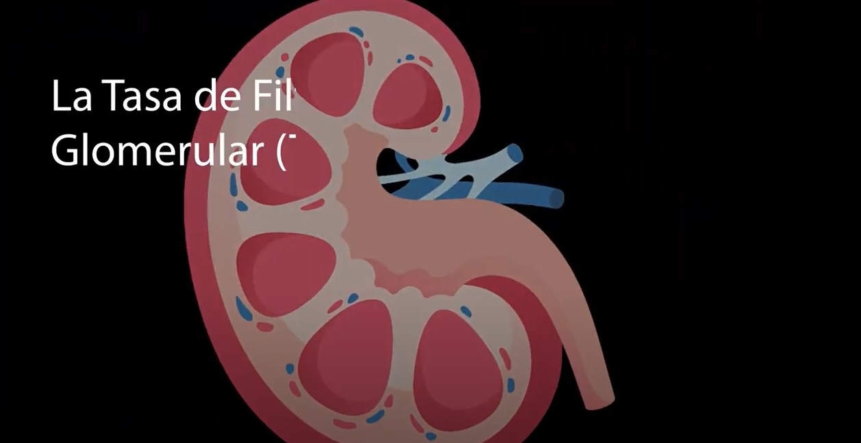 ¿Qué sabes de la Enfermedad Renal?